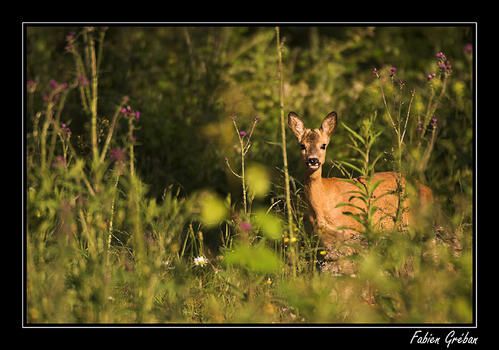 PICT8579-01-copie.jpg
