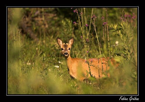 PICT8582-01-copie.jpg