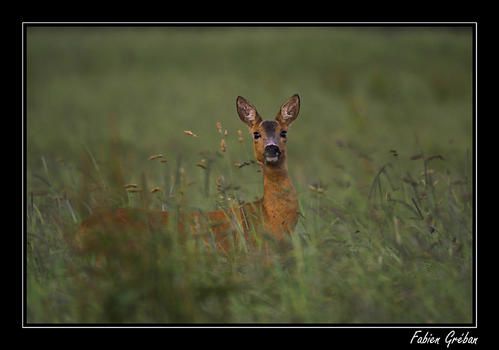 PICT8592-01-copie.jpg
