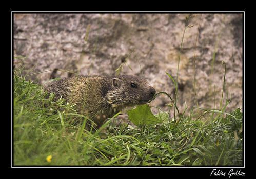 PICT8884-01-copie.jpg