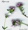 thym-serp-b-26-05-00-copie-1.jpg