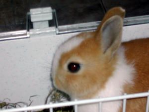 Bunny--10.04.07--5.jpg