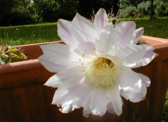 Fleur-de-cactus-4.jpg