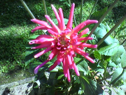 fleur.jpg