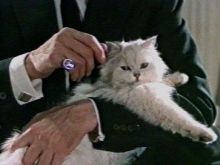 blofeld-cat.jpg