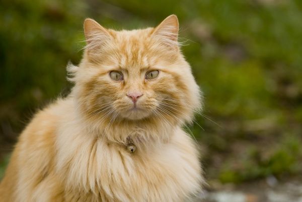 Chat voyance gratuit sans cb