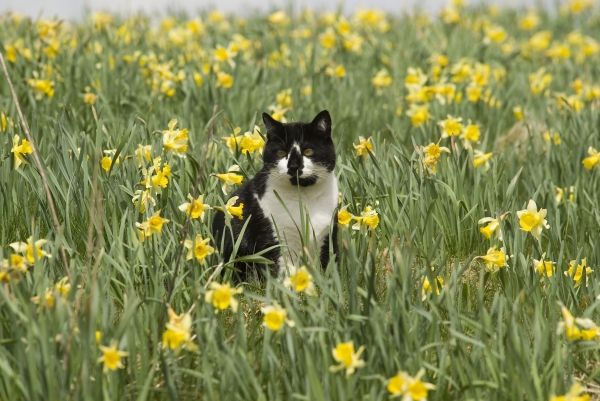 Chat voyance gratuit sans cb