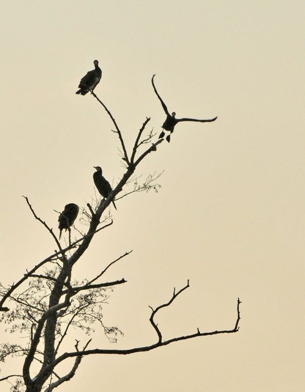 Cormorans 0182 copie