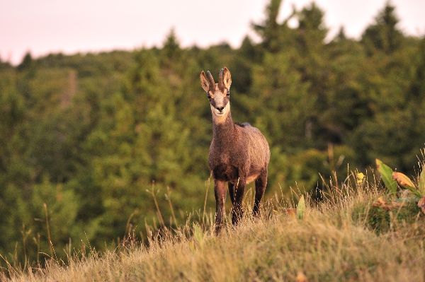 Site rencontre passion animaux