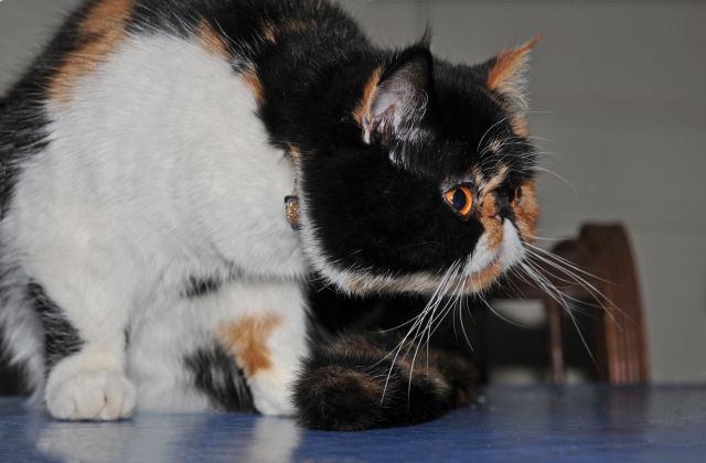 PERSAN EXOTIC SHORTHAIR DSC 9429