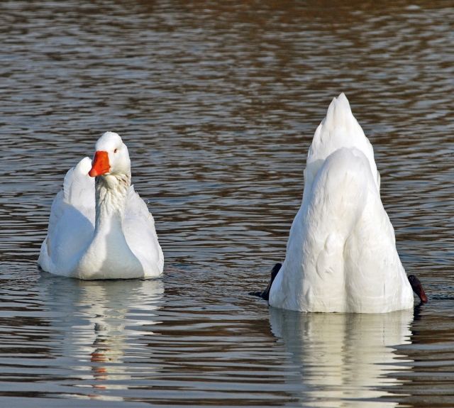 Cygne, oie DSC 1674 copie copie