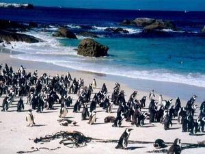 plage-pingouin.jpg