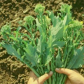 cime-di-rapa.jpg