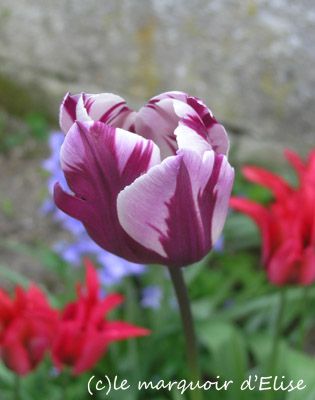 tulipe-bicolore-04-13.jpg