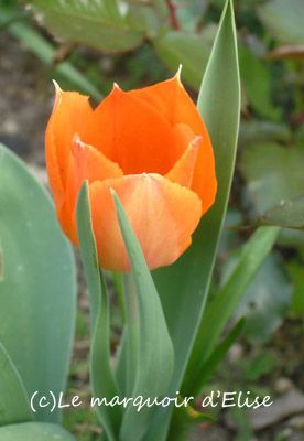 tulipe-orange.jpg