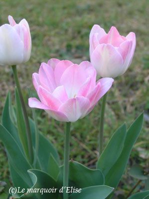 tulipes-rose-04-12s.JPG