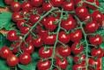 tomates-cerises3.jpg