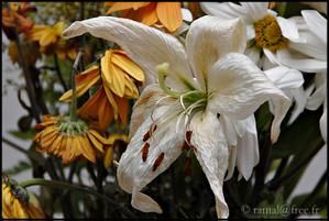 fleur.jpg