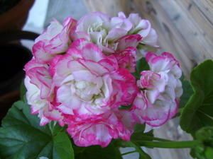 apple-blossom.jpg