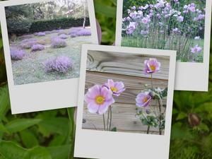 collage15.jpg