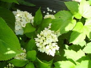 hortensia-blanc-.jpg