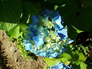 hortensia-dans-l-ombre-du-matin.jpg