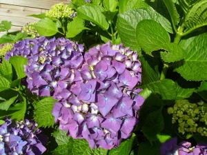 hortensia-rose-.jpg