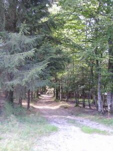 le-chemin.JPG