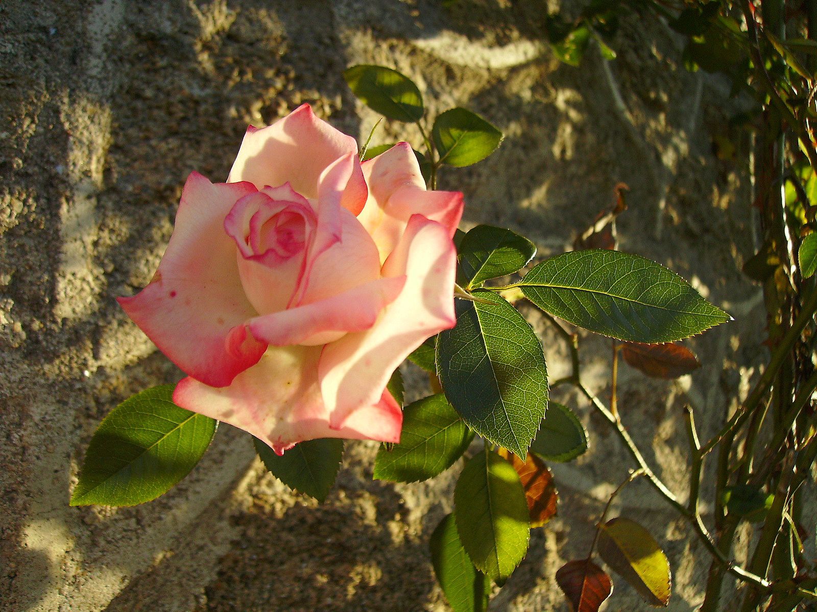 Résultat de recherche d'images pour "rose automne"