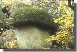 pierre-champignon.jpg