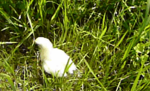 P1000382.gif