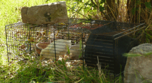 P1000408.gif