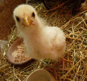 P1000421.gif