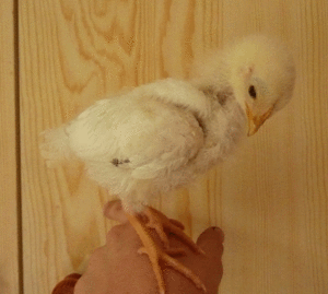 P1000437.gif
