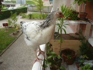 P1000747.gif