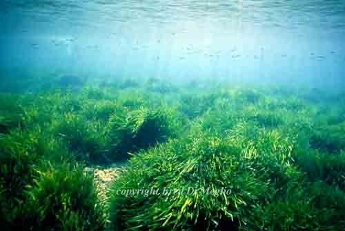 13-Prairie-de-posidonies--Posidonia-oceanica---Cassis--Provence--img.jpg