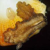 Coleman-Flatworm.jpg