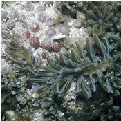 Coleman-Phyllodesmium.jpg