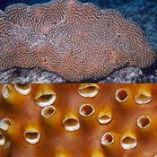 Coleman-Sea-Squirt.jpg