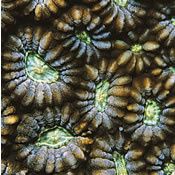 Coleman-Stony-Coral.jpg