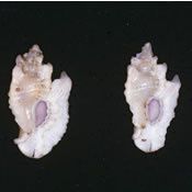 Coleman-Tripterotyphis.jpg