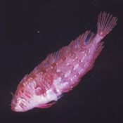Coleman-Weedfish.jpg