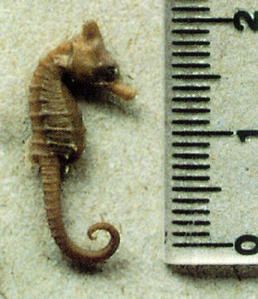Hilic-f0.jpg
