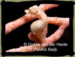Hippocampus-Denise-4.jpg