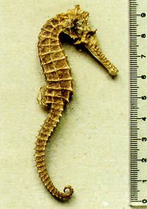 Hippocampus-angustus-2.jpg