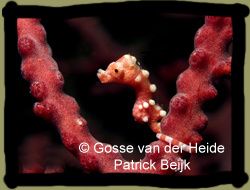 Hippocampus-denise-3.jpg