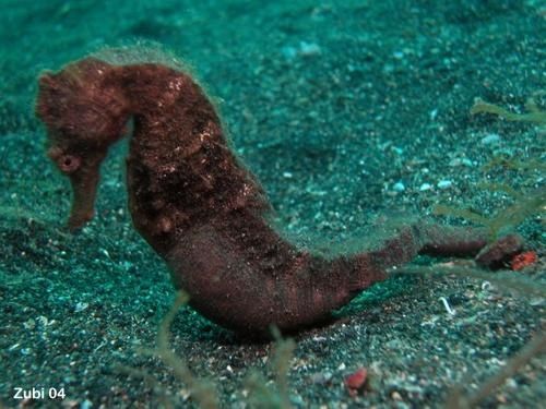Hippocampus-mohnikei1.jpg