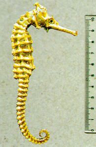 Hisub-f0.jpg