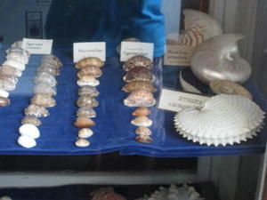 IMG-0080.JPG