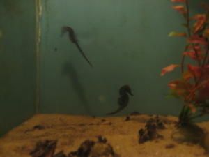 IMG-0115.JPG
